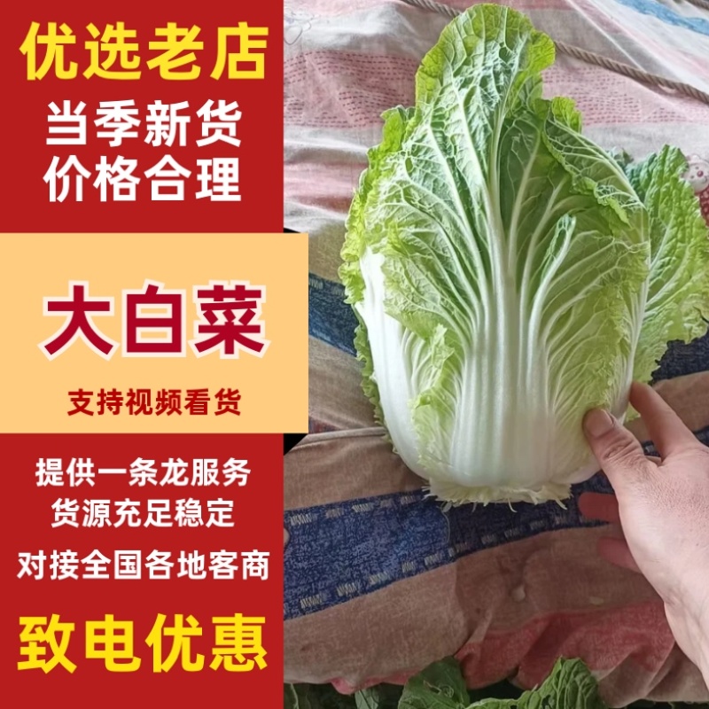 山东大白菜/产区直发/货源充足/大量现货/欢迎采购