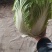 山东大白菜/产区直发/货源充足/大量现货/欢迎采购