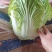 山东大白菜/产区直发/货源充足/大量现货/欢迎采购