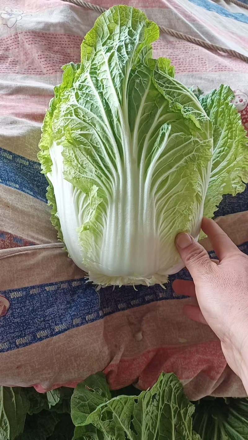 山东大白菜/产区直发/货源充足/大量现货/欢迎采购