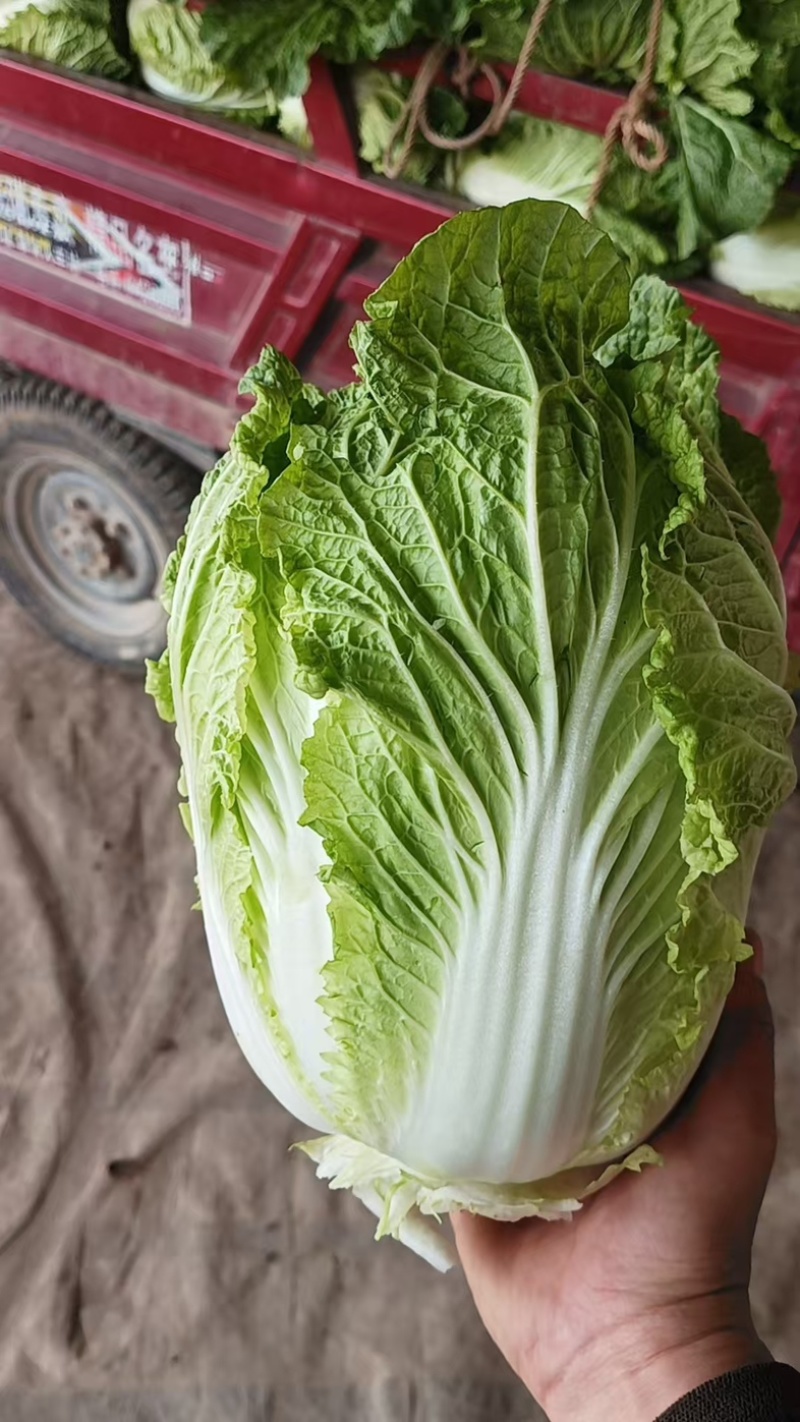 山东大白菜/产区直发/货源充足/大量现货/欢迎采购