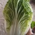 山东大白菜/产区直发/货源充足/大量现货/欢迎采购