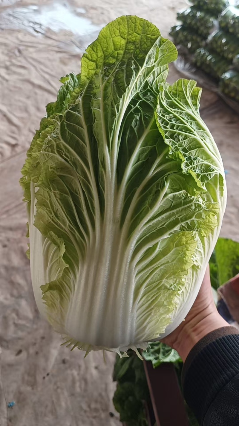 山东大白菜/产区直发/货源充足/大量现货/欢迎采购