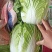 山东大白菜/产区直发/货源充足/大量现货/欢迎采购