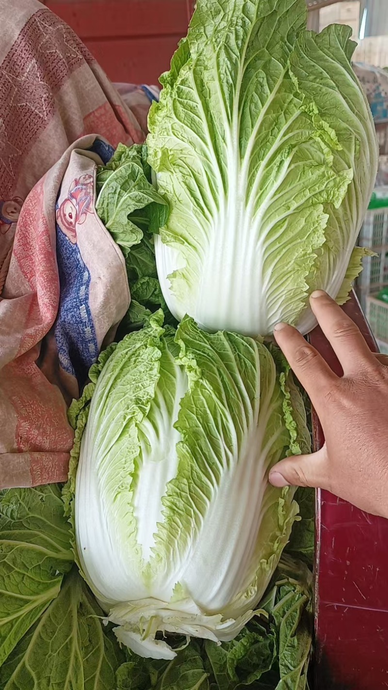 山东大白菜/产区直发/货源充足/大量现货/欢迎采购