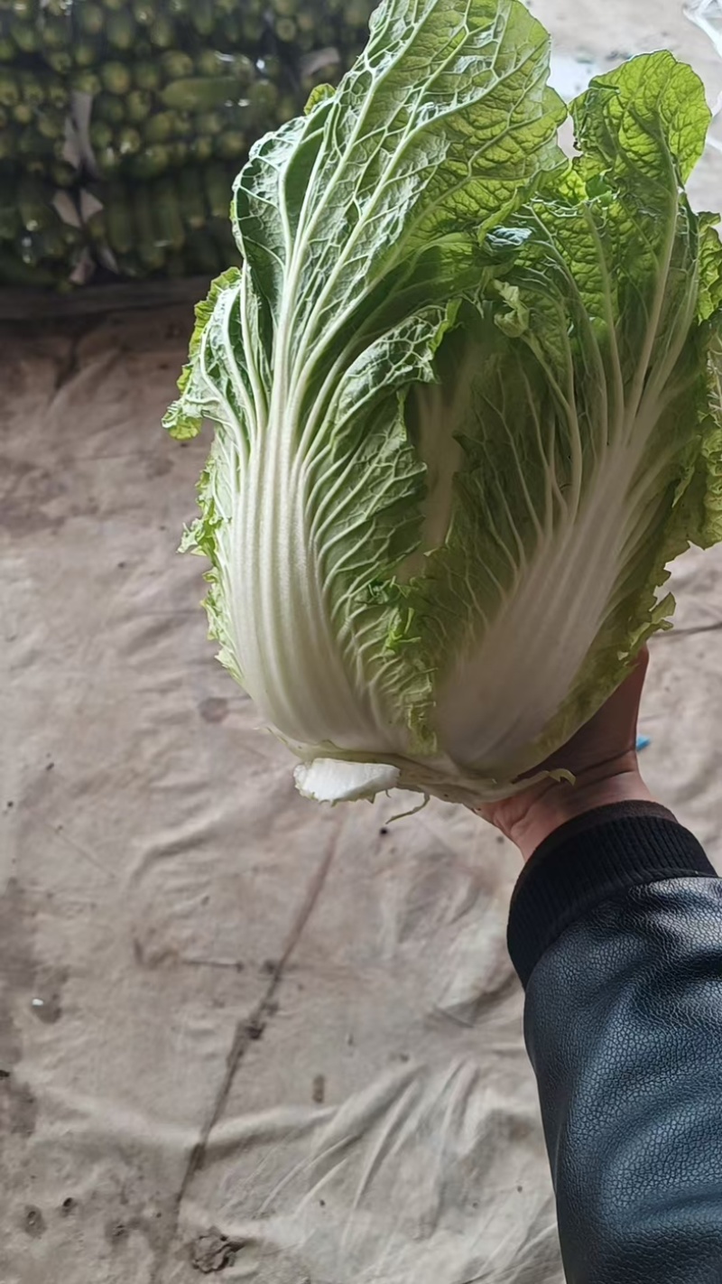 山东大白菜/产区直发/货源充足/大量现货/欢迎采购