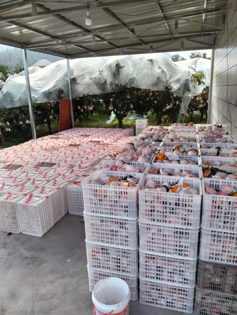 耙耙柑大果产地发货商超品质欢迎客商电话订货量大从优