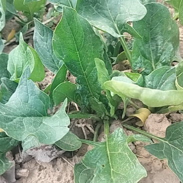 大叶菠菜，批发