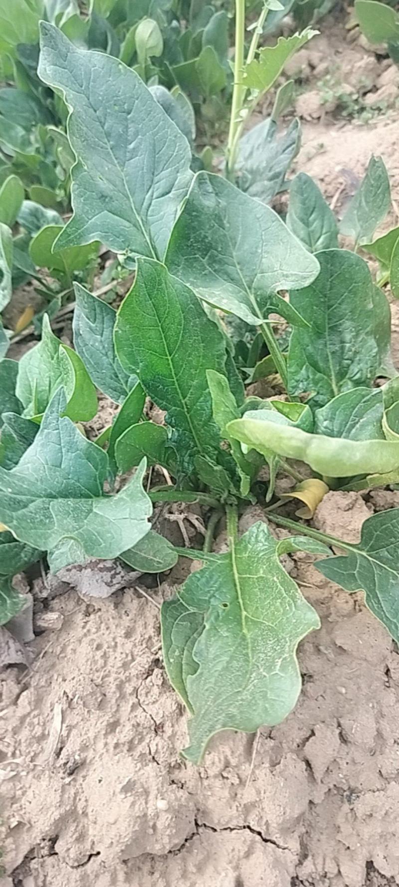 大叶菠菜，批发
