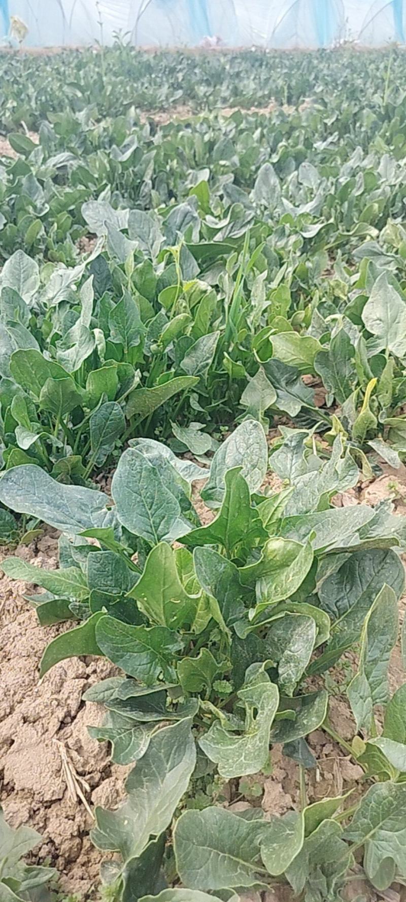 大叶菠菜，批发
