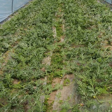711西瓜，已授粉，距离下货一个月，有需要老板提前通知