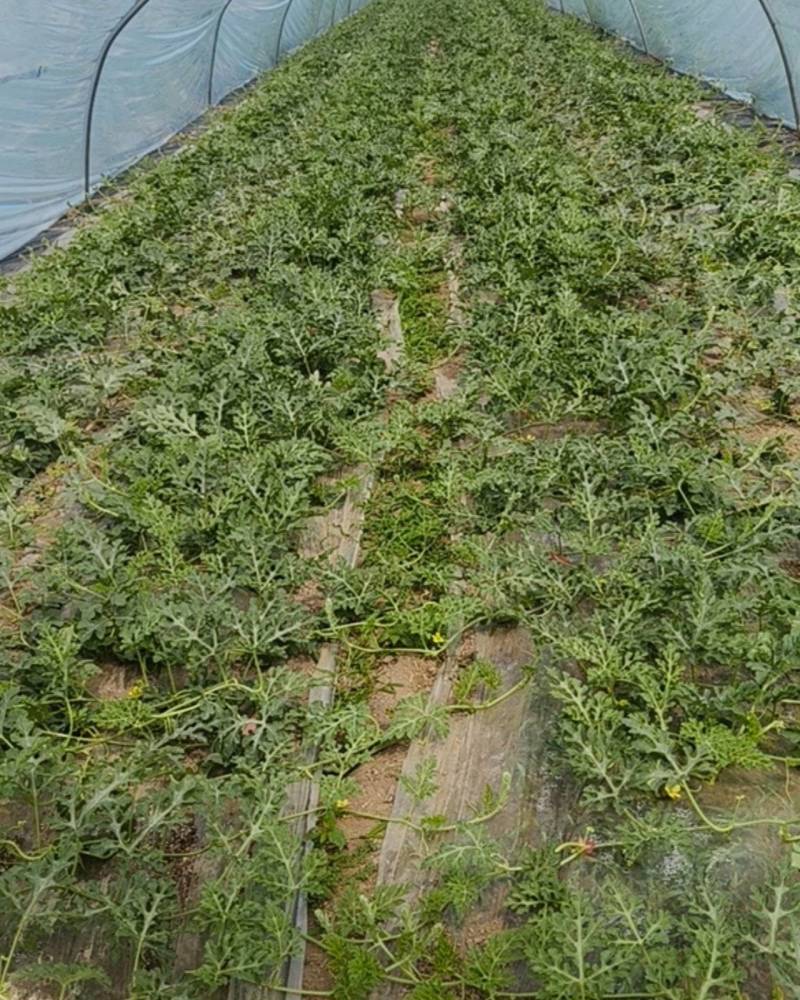 711西瓜，已授粉，距离下货一个月，有需要老板提前通知