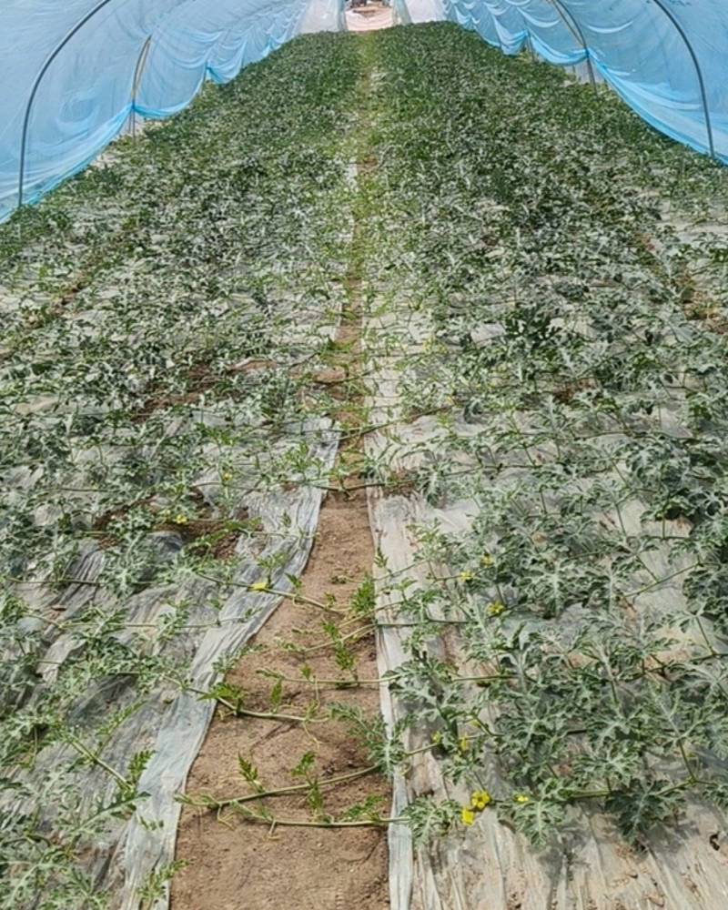 711西瓜，已授粉，距离下货一个月，有需要老板提前通知