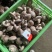 鲜香菇