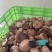 鲜香菇