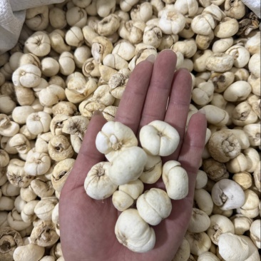浙贝母大贝母个规格齐全质量保证无硫新货