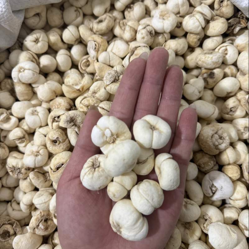 浙贝母大贝母个规格齐全质量保证无硫新货