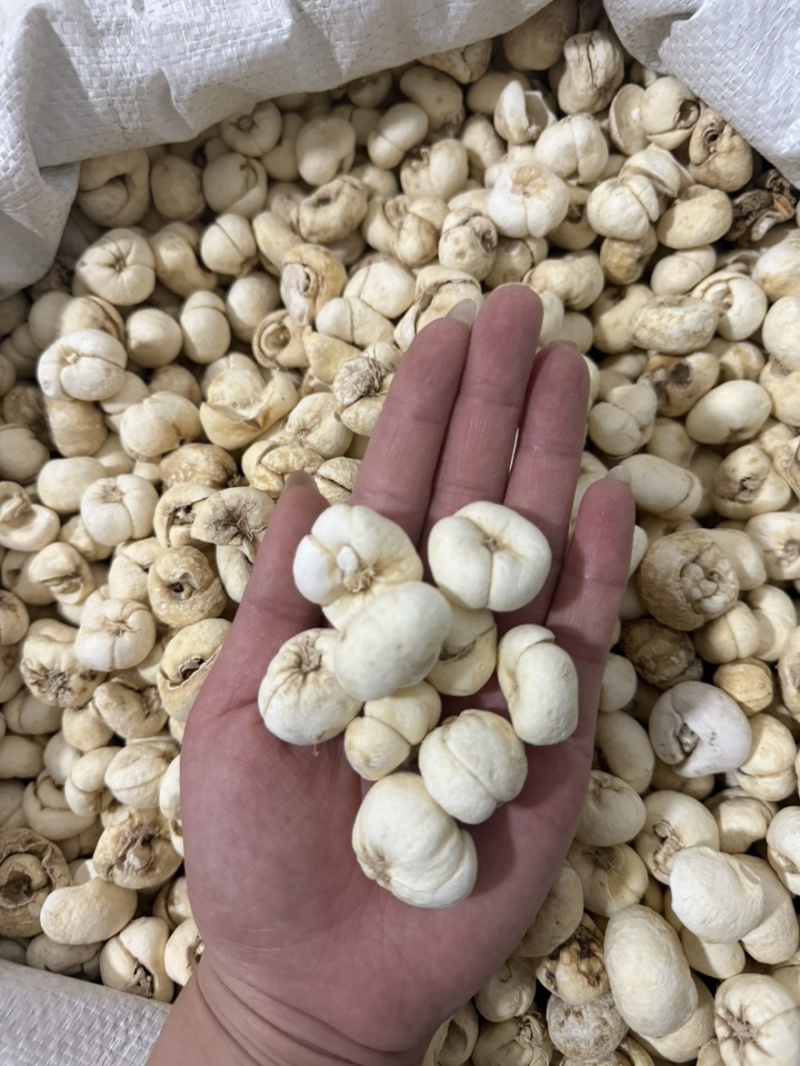 浙贝母大贝母个规格齐全质量保证无硫新货