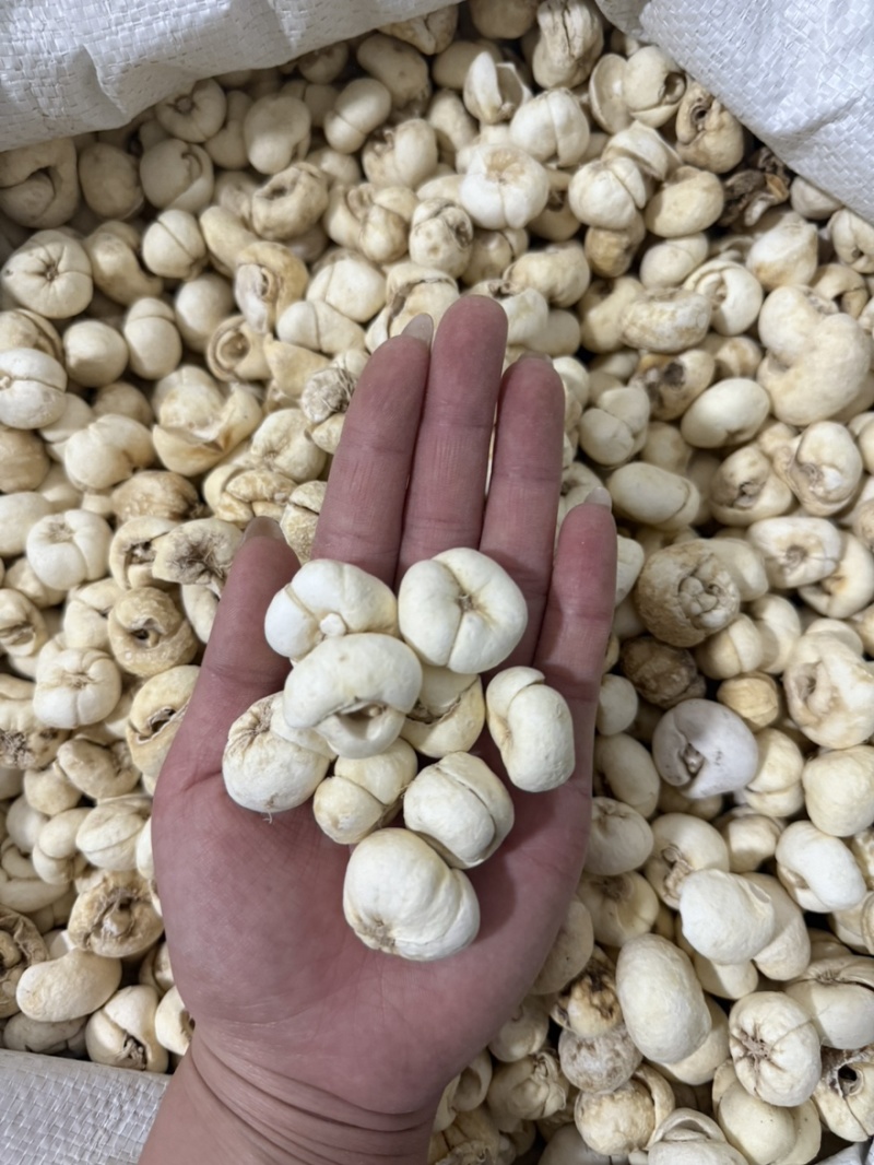 浙贝母大贝母个规格齐全质量保证无硫新货