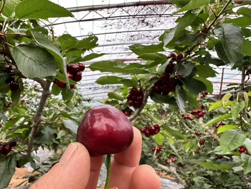 山东临朐美早大樱桃脆甜多汁产地直供量大！