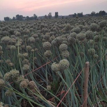 洋葱头。紫阳二红洋葱苗