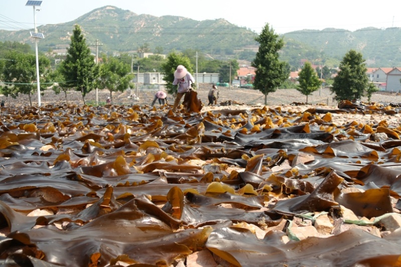 长岛海带一级干净无沙出口级量大包邮