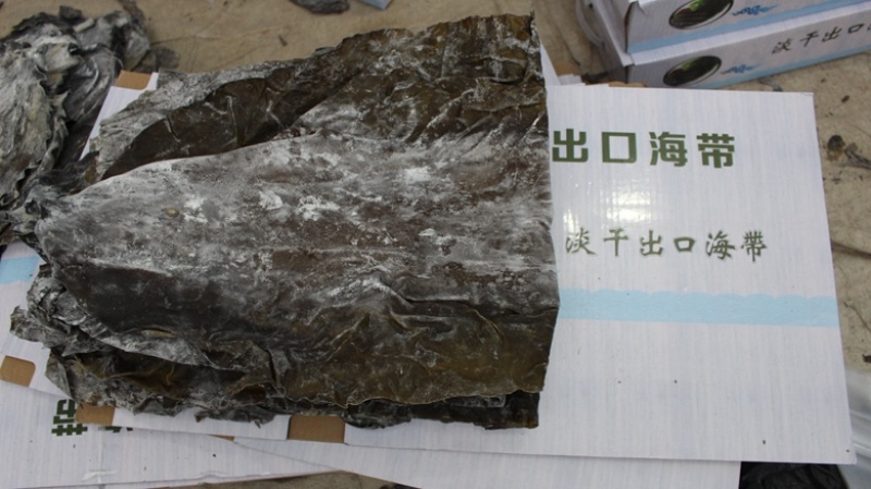 长岛海带一级干净无沙出口级量大包邮