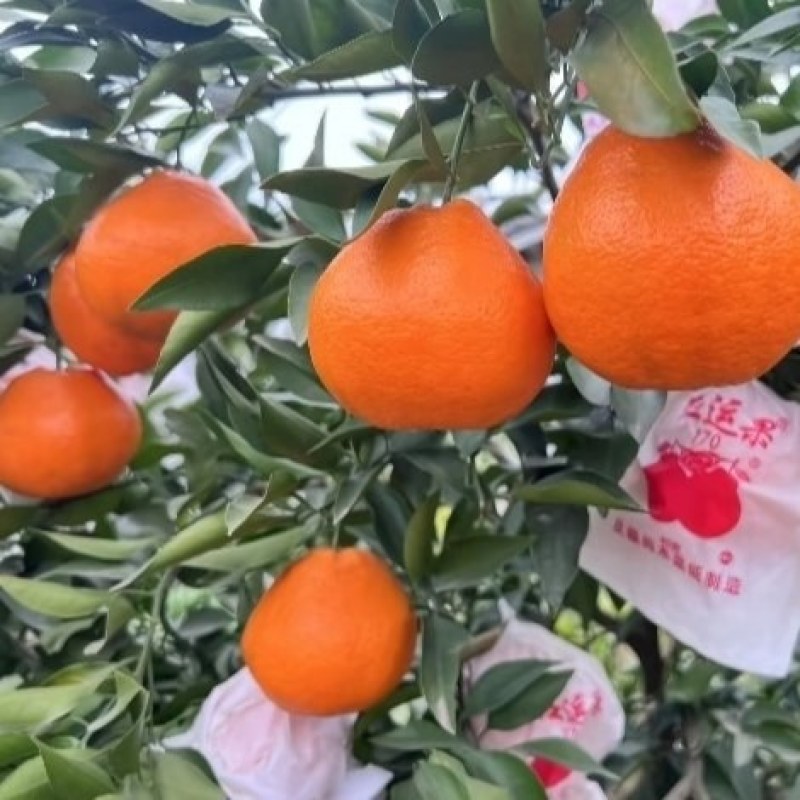 四川春见耙耙柑