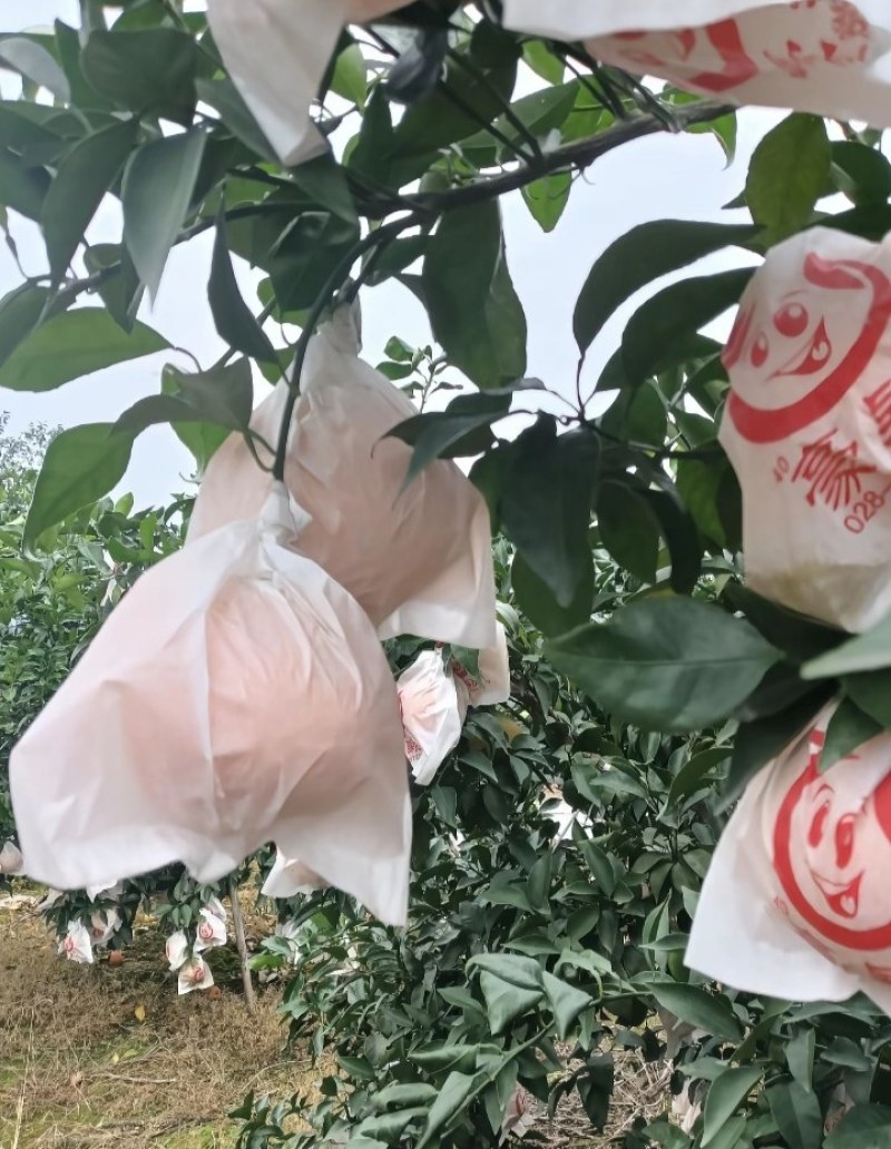 四川春见耙耙柑