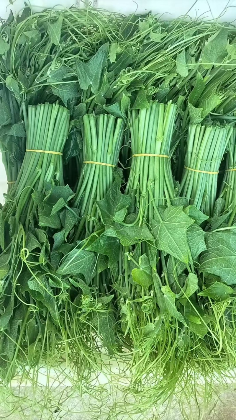 龙须菜大量上市，口感丰富，产地直发，品质有保障，量大从优