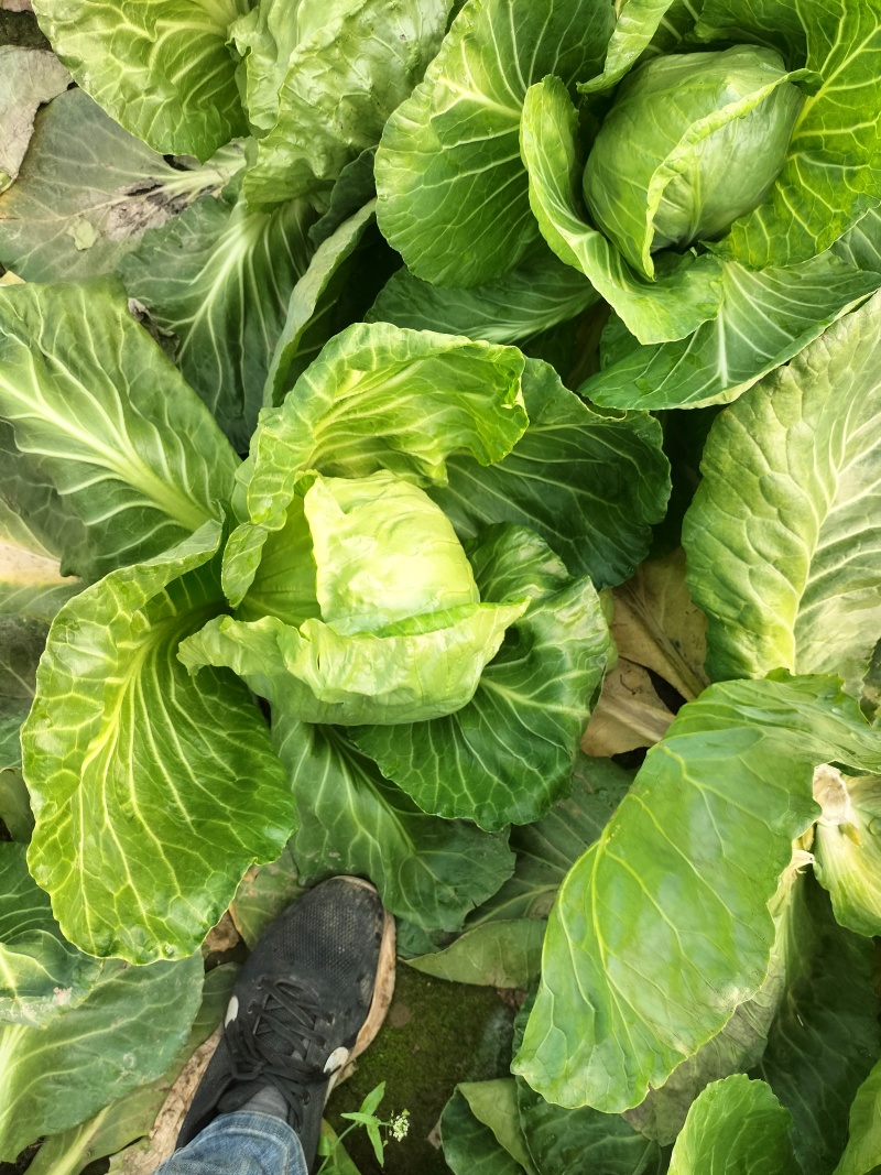 精品宣甘蓝价格美丽
