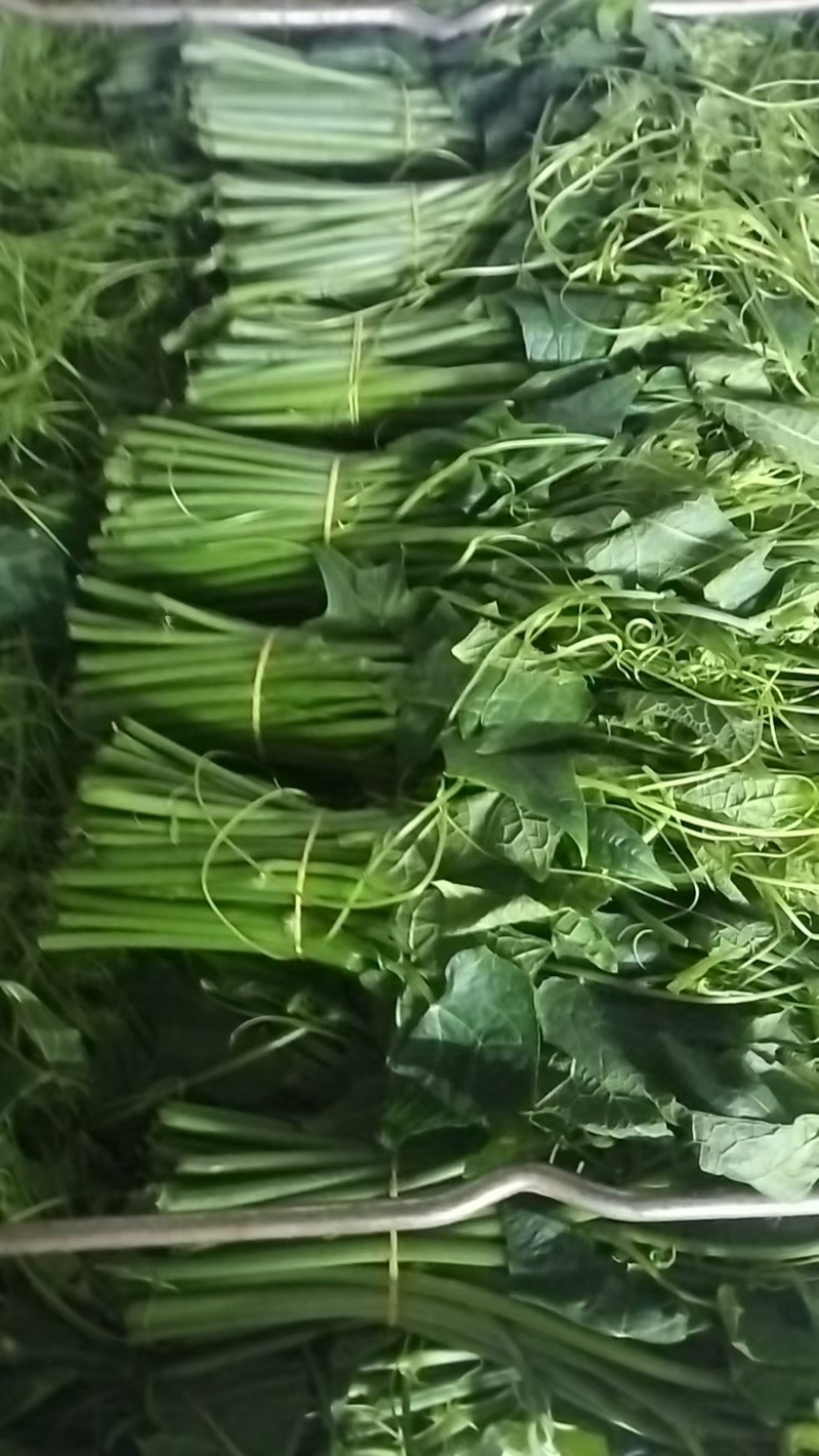 龙须菜大量上市，产地直发，一手货源，品质有保障，诚信经营