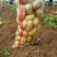 大量大棚荷兰系列V7土豆大量上市，品质优良价格实惠，