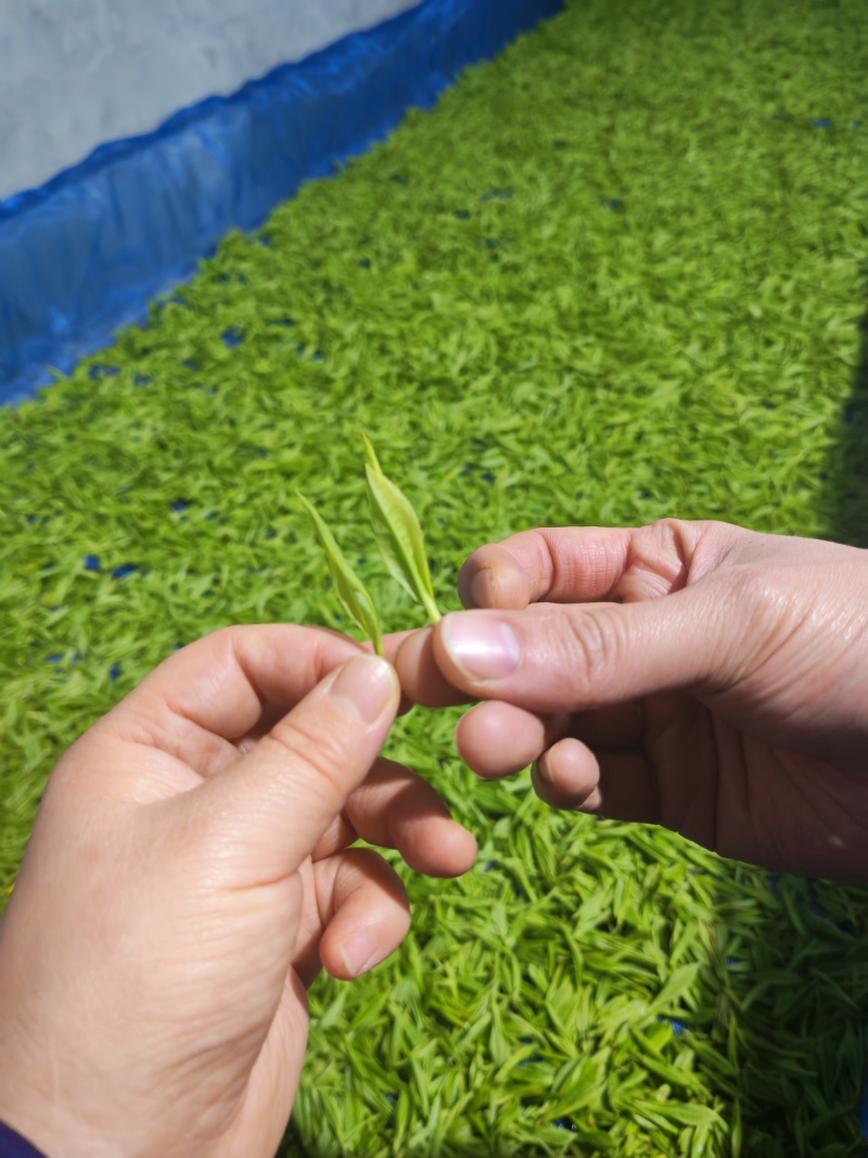 湘西黄金茶（绿茶，红茶）