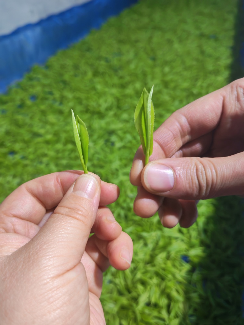 湘西黄金茶（绿茶，红茶）