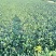 趴地菠菜