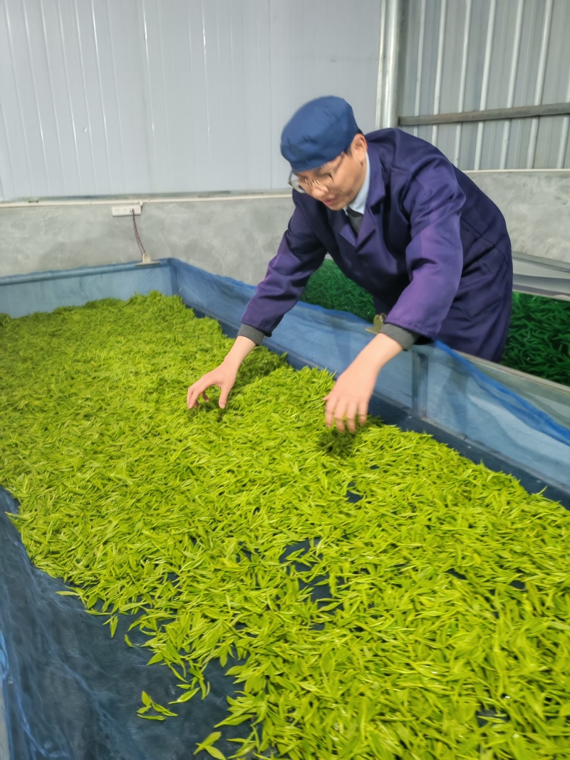 湘西黄金茶（绿茶，红茶）