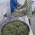 湘西黄金茶（绿茶，红茶）