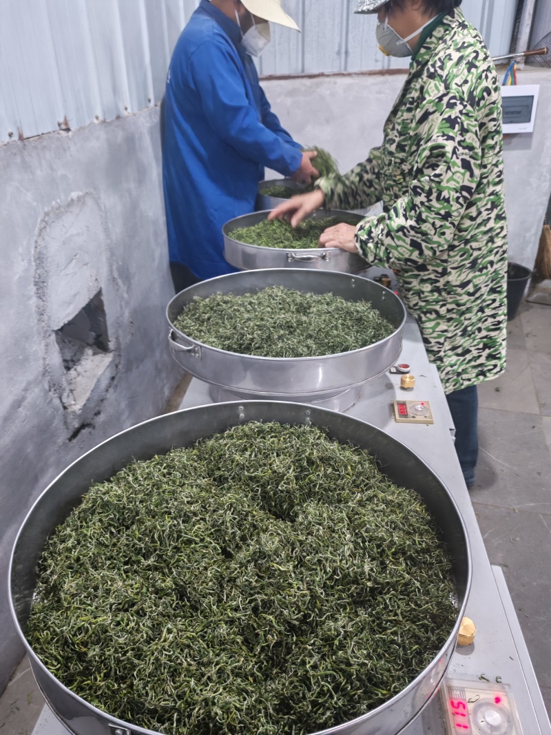 湘西黄金茶（绿茶，红茶）