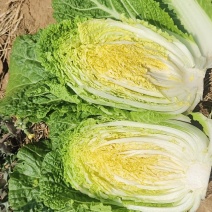 黄心大白菜