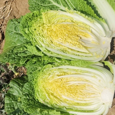 黄心大白菜