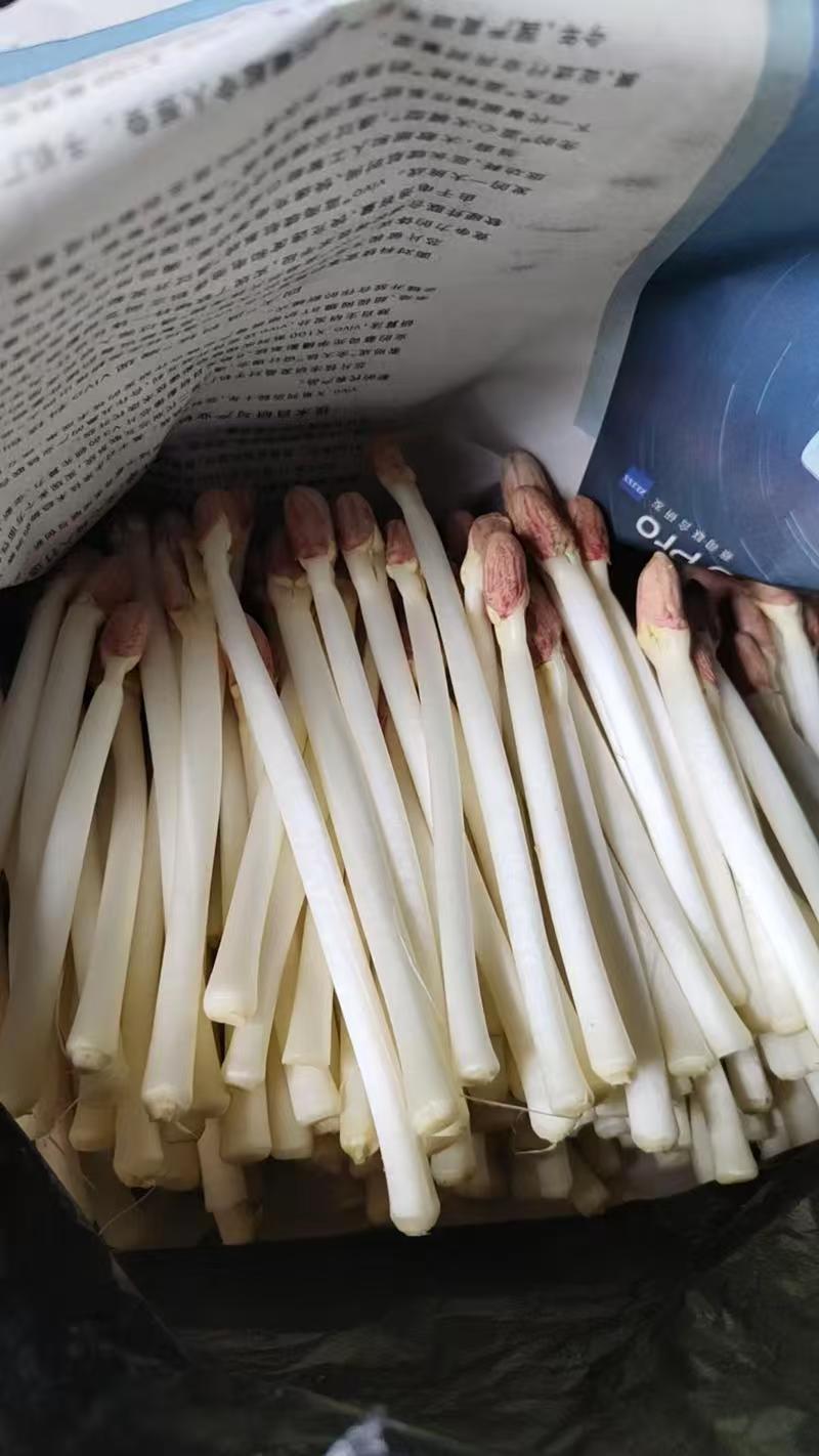 精品花生芽