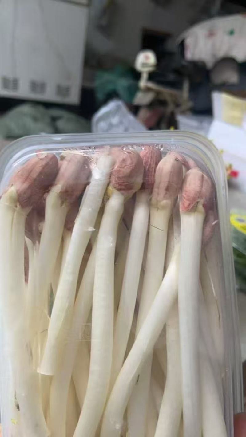 精品花生芽