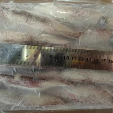 小母管鱿鱼(带籽带膏)，品质上乘，对接全国各地客商合作。