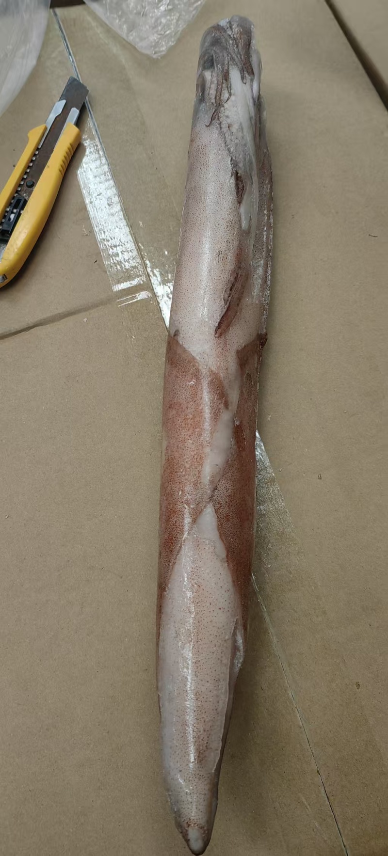 台湾岛海峡透抽鱿鱼，品质上乘，可以批发零售常年大量供货。