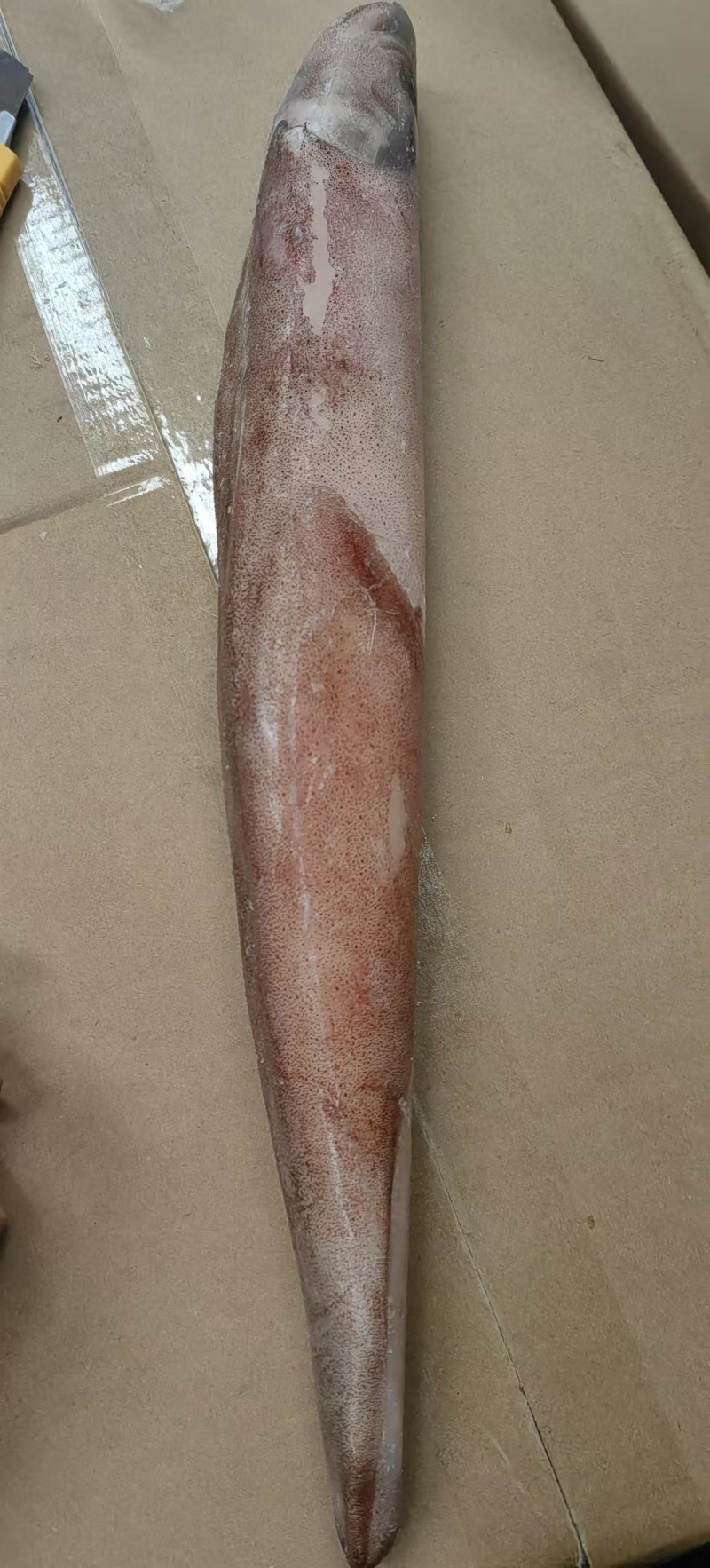 台湾岛海峡透抽鱿鱼，品质上乘，可以批发零售常年大量供货。