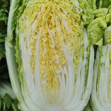 精品黄心大白菜已大量上市
