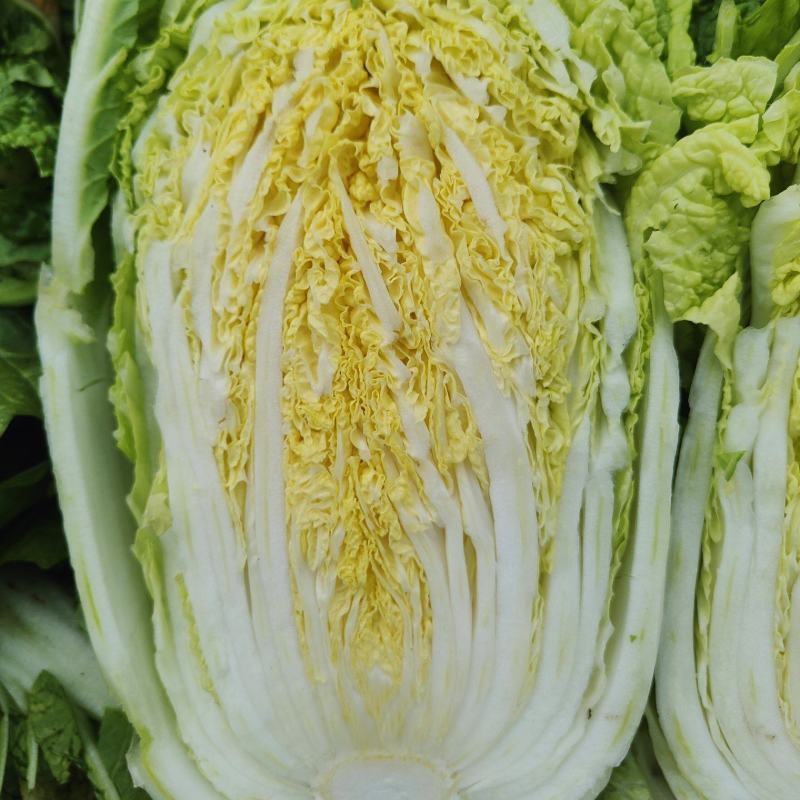 精品黄心大白菜已大量上市