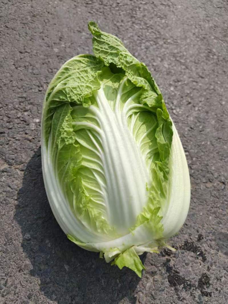 精品黄心大白菜已大量上市