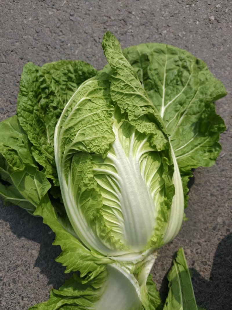 精品黄心大白菜已大量上市